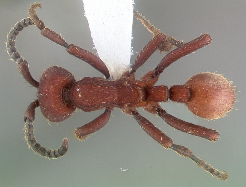 File:Nomamyrmex esenbeckii casent0010790 dorsal 1.jpg