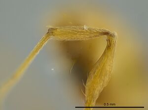 Pheidole cataphracta inbiocri001282225 p 4 high.jpg