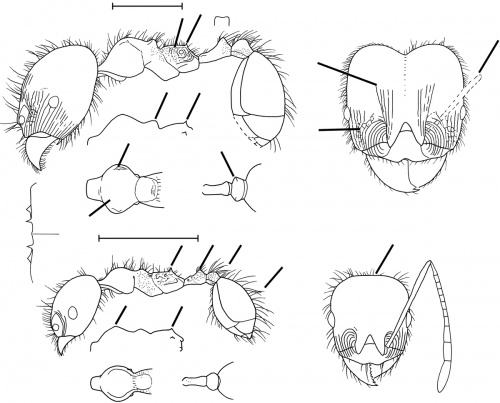 Pheidole cordiceps Wilson 2003.jpg