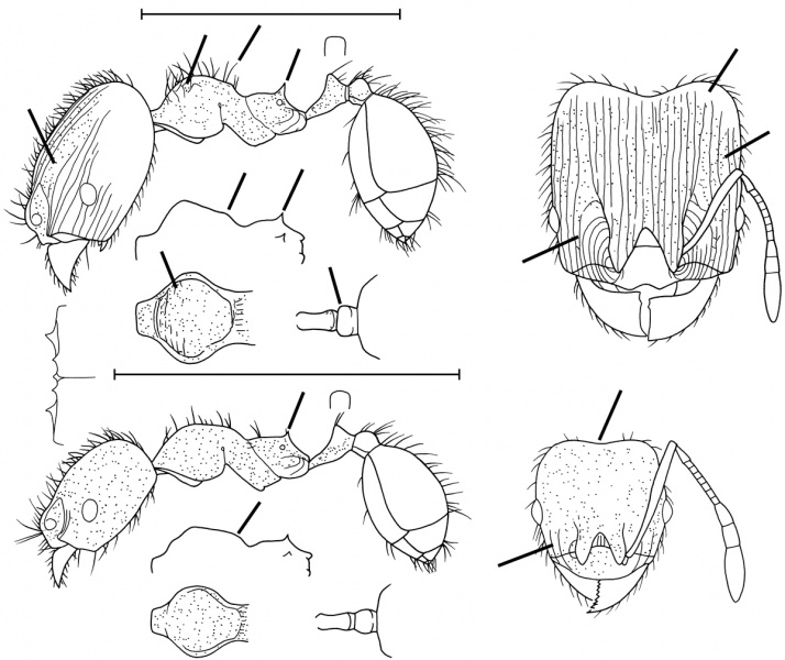 File:Pheidole flavens Wilson 2003.jpg