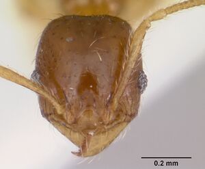 Pheidole pinealis casent0103478 head 1.jpg