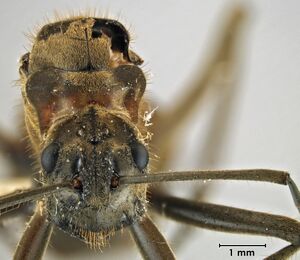 Polyrhachis bihamata queen head.jpg