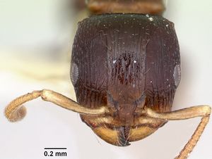 Terataner velatus casent0172828 head 1.jpg