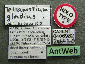 Tetramorium gladius casent0406982 l 1 high.jpg