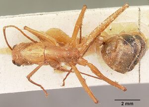 Camponotus cervicalis casent0104634 dorsal 1.jpg