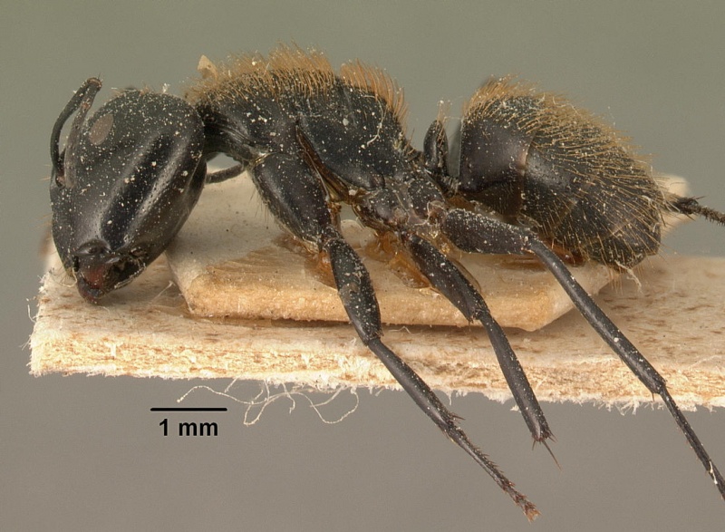 File:Camponotus darwinii rubropilosus casent0101195 profile 1.jpg