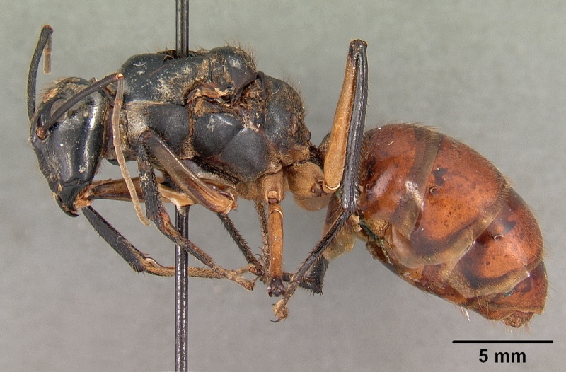 File:Camponotus gigas borneensis casent0102138 profile 1.jpg