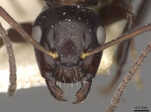 Camponotus ominosus casent0910523 h 1 high.jpg