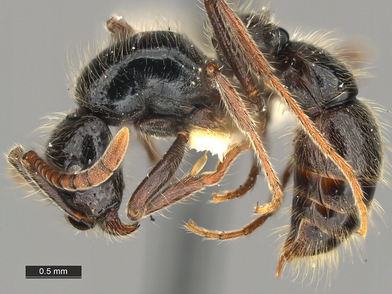 File:Cerapachys-dumbletoni-Holotype-MCZ001L.jpg