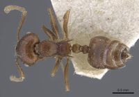 Crematogaster dubia casent0916991 d 1 high.jpg