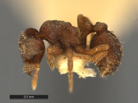 Eurhopalothrix-caledonica-Holotype-MCZ001L.jpg