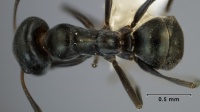 Iridomyrmex mjobergi top view