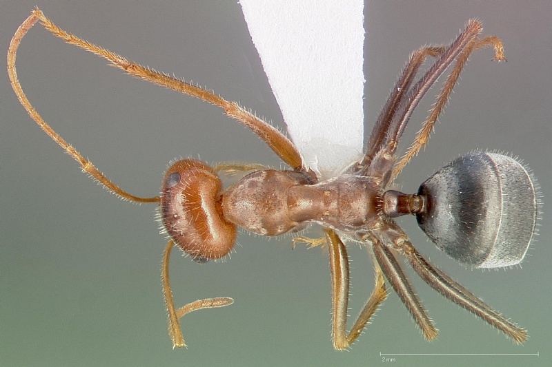 File:Myrmecocystus semirufus casent0005416 dorsal 1.jpg