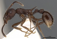 Myrmica collingwoodi P casent0900338.jpg