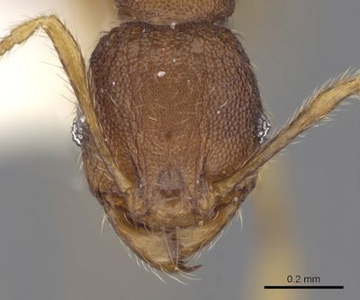 Pheidole concinna - AntWiki