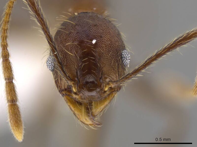 File:Pheidole cusuco CASENT0617748 h.jpg