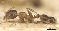 Pheidole irritans casent0901311 p 1 high.jpg