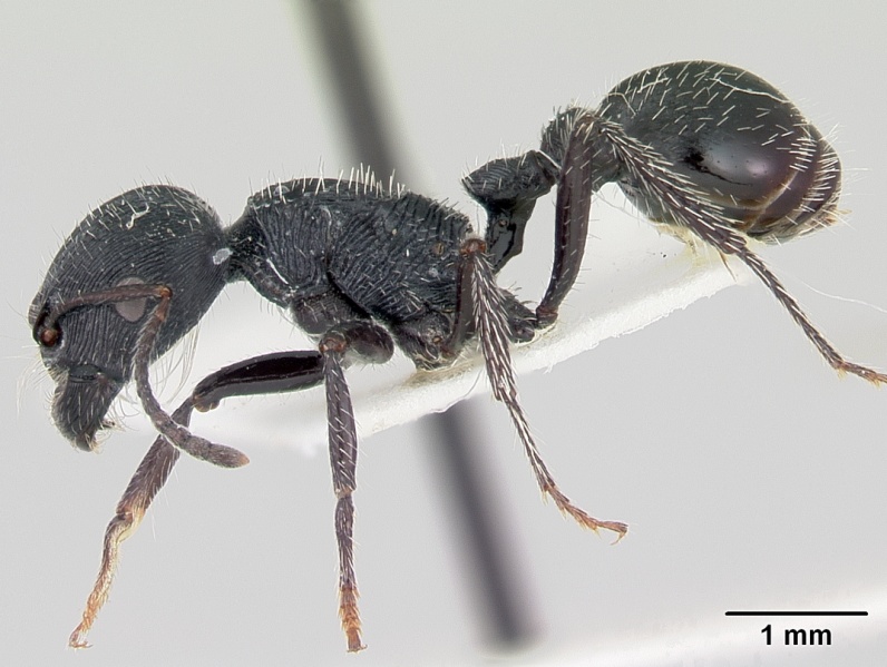 File:Pogonomyrmex carbonarius casent0103527 profile 1.jpg