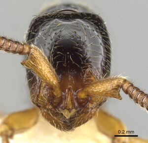 Sphinctomyrmex rufiventris casent0900310 h 1 high.jpg