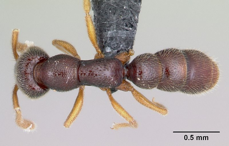 File:Stigmatomma bolabola casent0034580 d 1 high.jpg