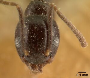 Technomyrmex difficilis casent0101077 head 1.jpg