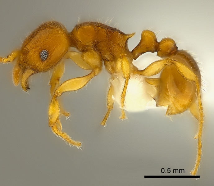 File:Tetramorium mackae casent0217710 p 1 high.jpg