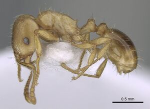 Tetramorium meridionale casent0281569 p 1 high.jpg