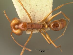 Anochetus madagascarensis casent0101663 dorsal 1.jpg