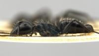 Camponotus-vividus-cato-MCZ001L.jpg