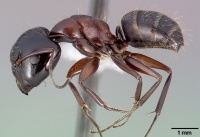Camponotus anthrax casent0005339 profile 1.jpg