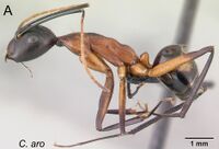 Camponotus aro 41a.jpg