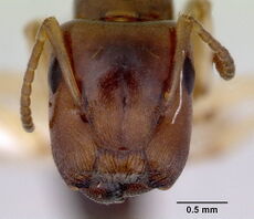 Camponotus macrocephalus head CAS0172179-web.jpg