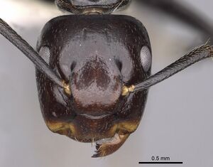 Camponotus quadriceps casent0280264 h 1 high.jpg