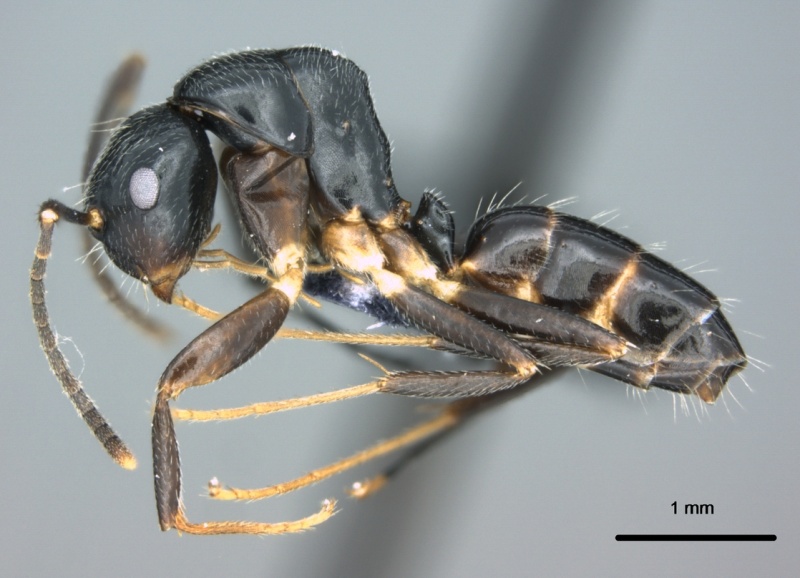 File:Camponotus schmeltzi casent0187073 p 1 high.jpg