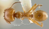 MCZ-ENT00020753 Pheidole peregrina had.jpg