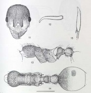 Myrmica sculpiventris.jpg