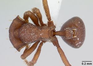 Octostruma iheringi casent0178700 dorsal 1.jpg