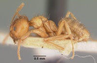 Paratrechina amblyops rubescens casent0101311 profile 1.jpg