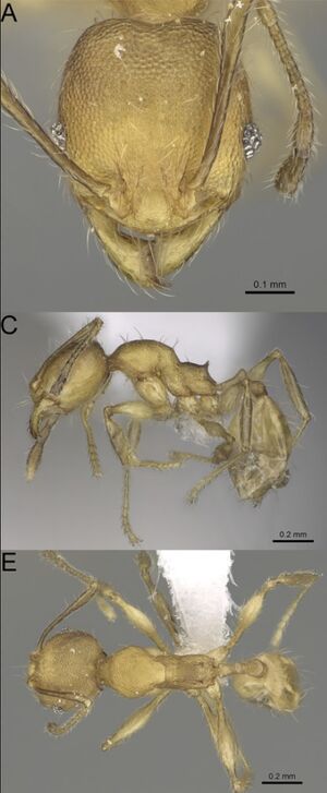 Pheidole fitarata F46ace.jpg