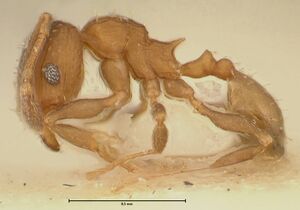 Pheidole incurvata focol1422 p 1 high.jpg