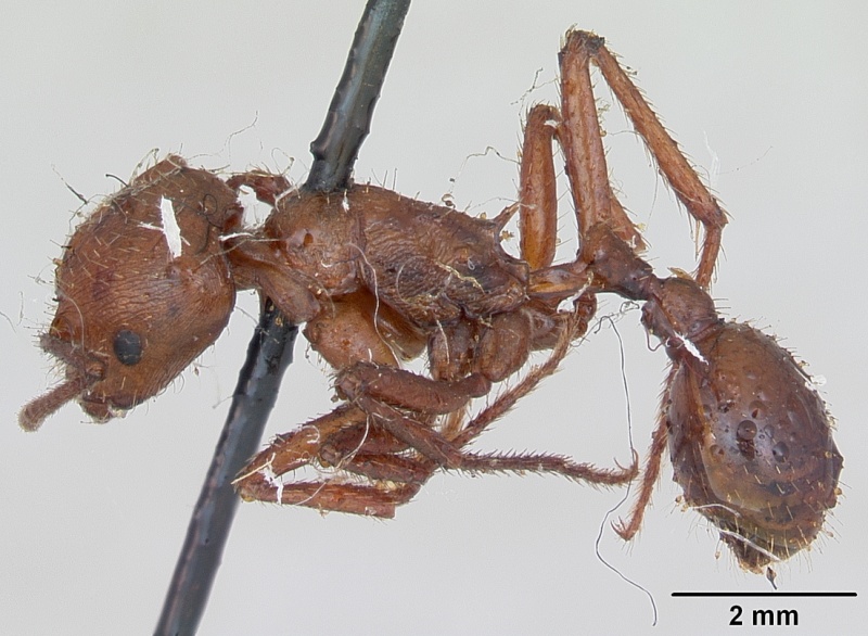 File:Pogonomyrmex cunicularius casent0173369 profile 1.jpg