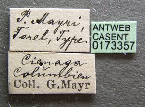 Pogonomyrmex mayri casent0173357 label 1.jpg