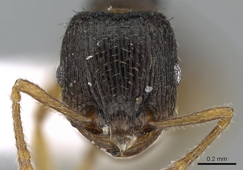 File:Tetramorium anatolicum casent0281566 h 1 high.jpg