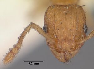 Tetramorium caldarium casent0102333 head 1.jpg