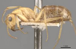 Camponotus nasutus quinquidentatus casent0910548 p 1 high.jpg