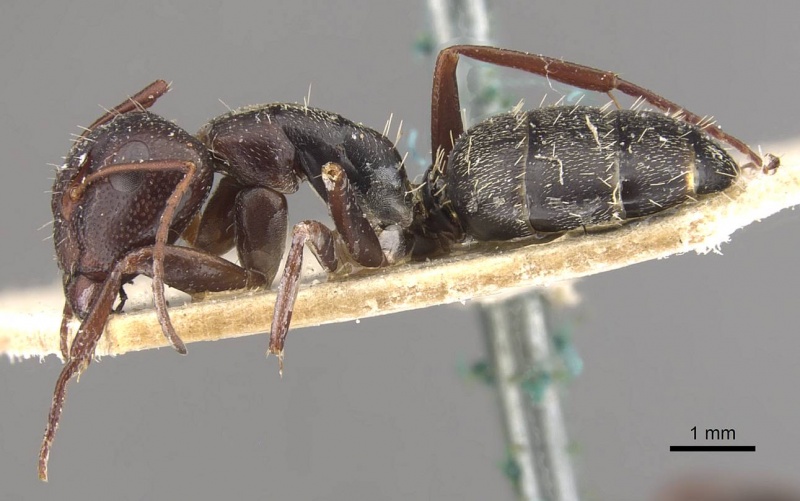 File:Camponotus olivieri casent0910489 p 1 high.jpg