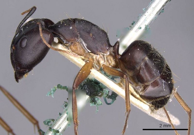 File:Camponotus thraso casent0910128 p 1 high.jpg