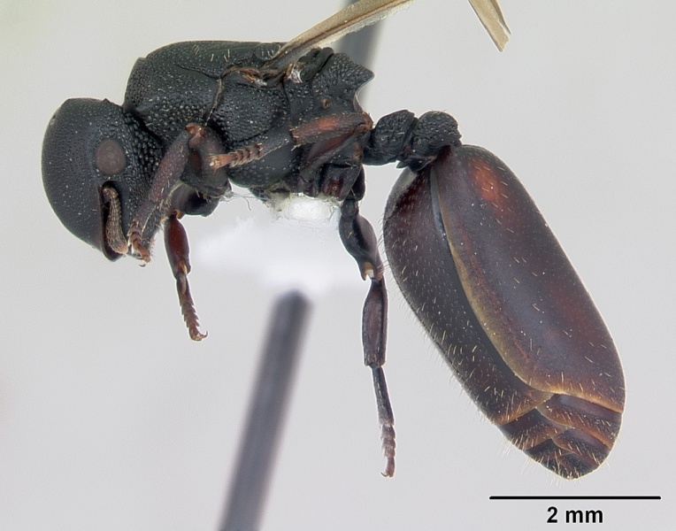 File:Cephalotes pusillus casent0173702 profile 1.jpg