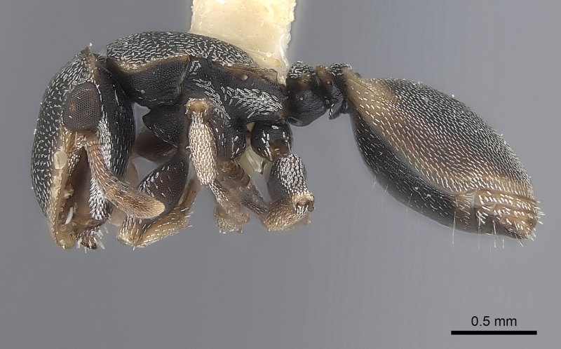 File:Cephalotes scutulatus P casent0217843.jpg
