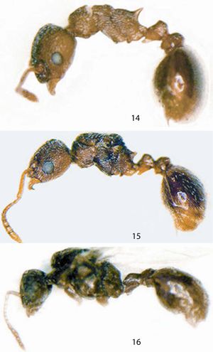 Myrmica semiparasitica.jpg